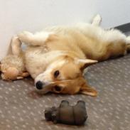 Welsh corgi pembroke Buddy