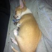 Chihuahua Ramos