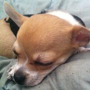 Chihuahua Ramos