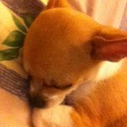 Chihuahua Ramos