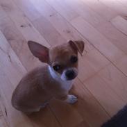Chihuahua Ramos