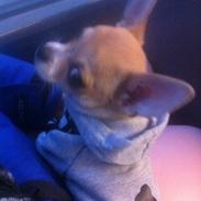Chihuahua Ramos