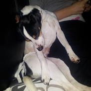 Dansk svensk gaardhund Diva