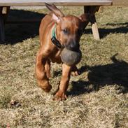 Rhodesian ridgeback Lewanika Inkosi