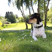 Dansk svensk gaardhund Marius