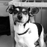 Dansk svensk gaardhund Marius