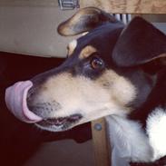 Dansk svensk gaardhund Marius