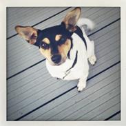 Dansk svensk gaardhund Marius