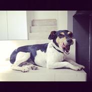 Dansk svensk gaardhund Marius