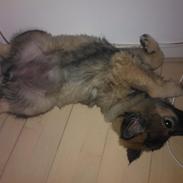 Eurasier Akema's Angel