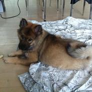 Eurasier Akema's Angel