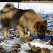 Eurasier Akema's Angel