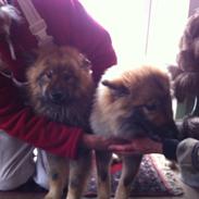 Eurasier Akema's Angel