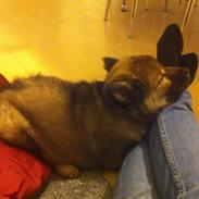 Eurasier Akema's Angel
