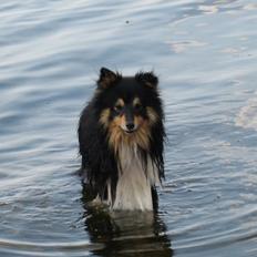 Shetland sheepdog Zimba *RIP*