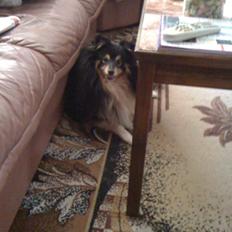 Shetland sheepdog Zimba *RIP*