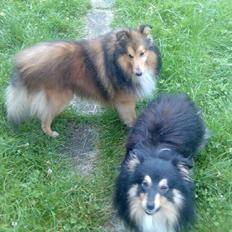 Shetland sheepdog Zimba *RIP*