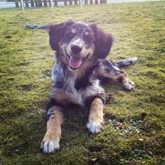 Blanding af racer Merci 6 år <3