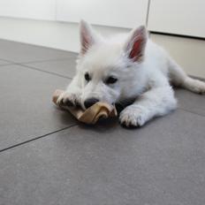 Hvid schæfer Luna