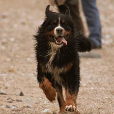 Berner sennenhund Zeon