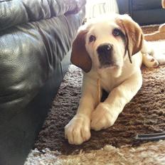 Sankt bernhardshund Rabomba Biggie. R.I.P.