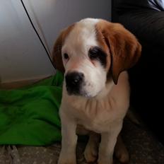 Sankt bernhardshund Rabomba Biggie. R.I.P.