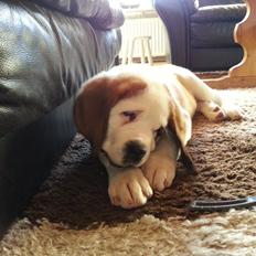 Sankt bernhardshund Rabomba Biggie. R.I.P.