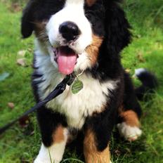 Berner sennenhund Mr. Ludwig Von Åglimt