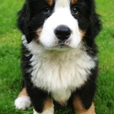 Berner sennenhund Mr. Ludwig Von Åglimt