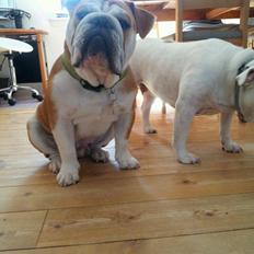 Engelsk bulldog R.I.P Basse 2023 - 10 år