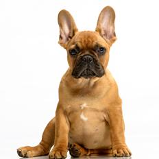 Fransk bulldog Møffe