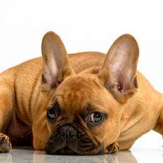 Fransk bulldog Møffe