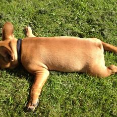 Fransk bulldog Møffe