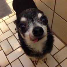 Chihuahua Dyrlægegårdens Alf <333