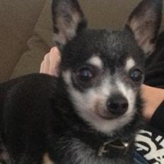 Chihuahua Dyrlægegårdens Alf <333