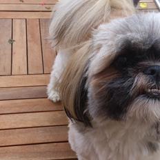 Shih tzu tayson