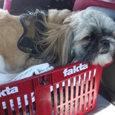 Shih tzu tayson