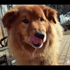 Blanding af racer Simba