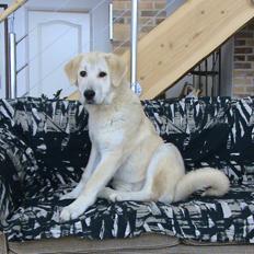 Anatolsk hyrdehund "Ayisi" Akira Ranc Na Dulnaku