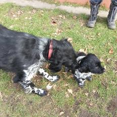 Grosser Münsterländer Chili von Bätjers-Braake
