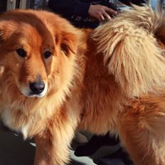 Blanding af racer Simba