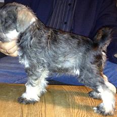 Dvaergschnauzer Klondaikes Adagio kaldet Pixie