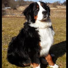 Berner sennenhund Mr. Ludwig Von Åglimt