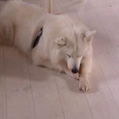 Blanding af racer Ladie (Mussen)