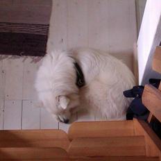 Blanding af racer Ladie (Mussen)