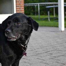 Blanding af racer Tiggie