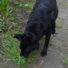 Blanding af racer Tiggie