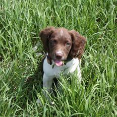 Engelsk springer spaniel Bailey