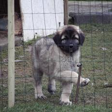 Anatolsk hyrdehund Bozayi "ASALET GUCLU"