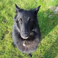 Groenendael Coeur-Ami Pepsi Blue